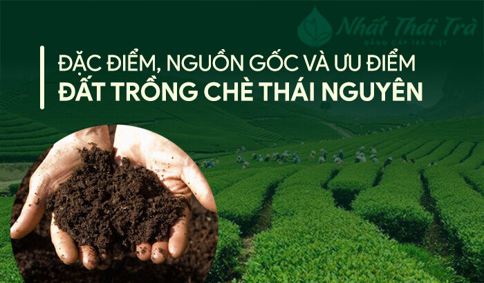 Đất chè Thái Nguyên: Đặc điểm, nguồn gốc và ưu điểm