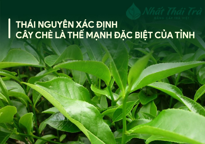 Khẳng định chè thái nguyên là cây đặc sản làm giàu cho tỉnh Thái Nguyên