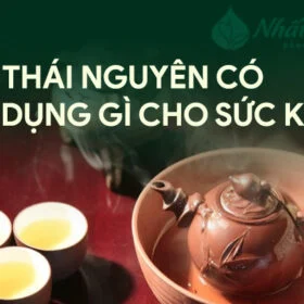 Chè Thái Nguyên và sức khỏe: nghiên cứu nói gì và điều gì chưa chắc chắn
